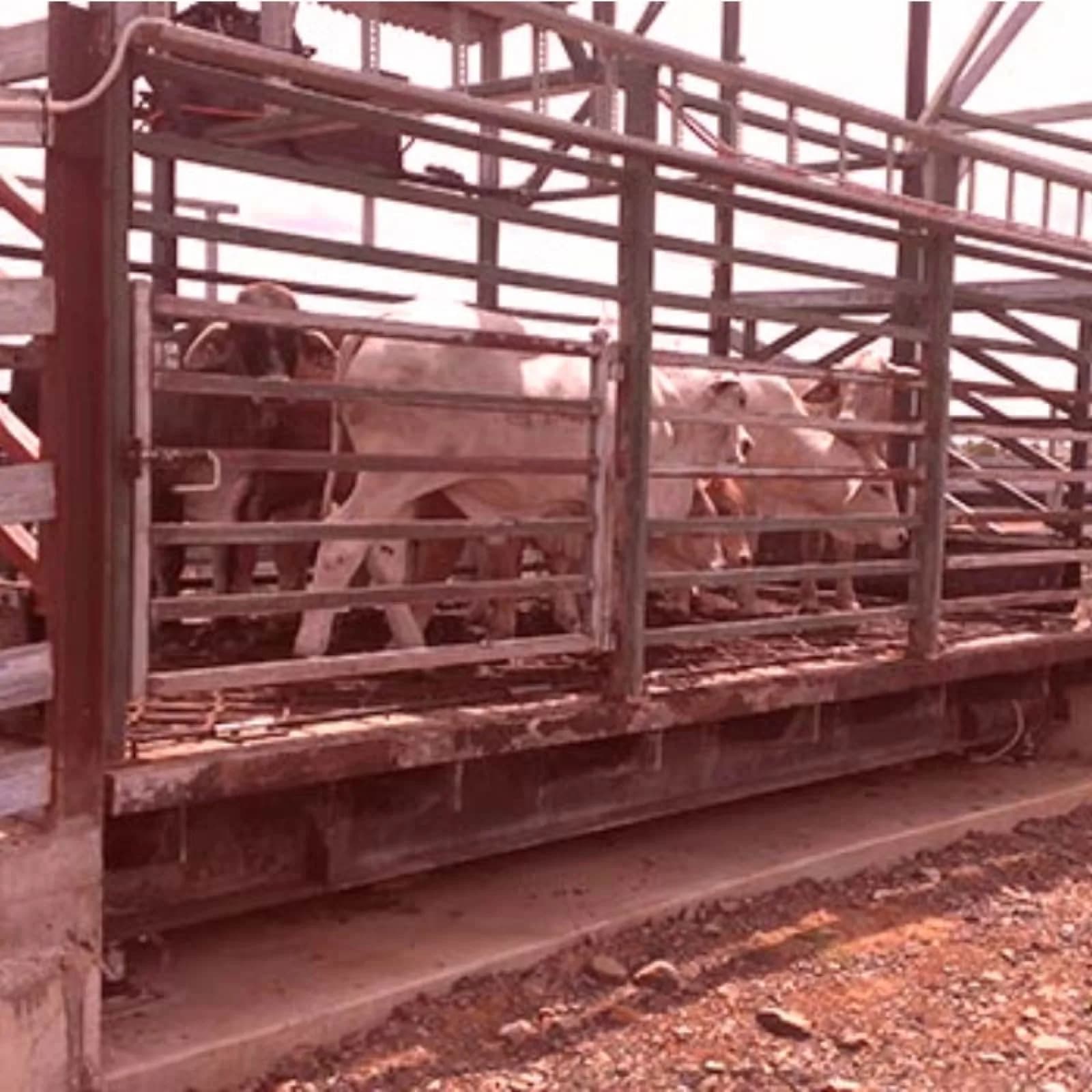 Cattle Weighbridge - SWIA Australia