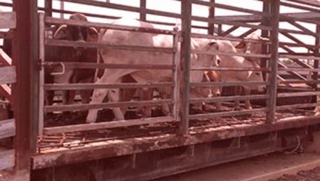 Cattle Weighbridge - SWIA Australia